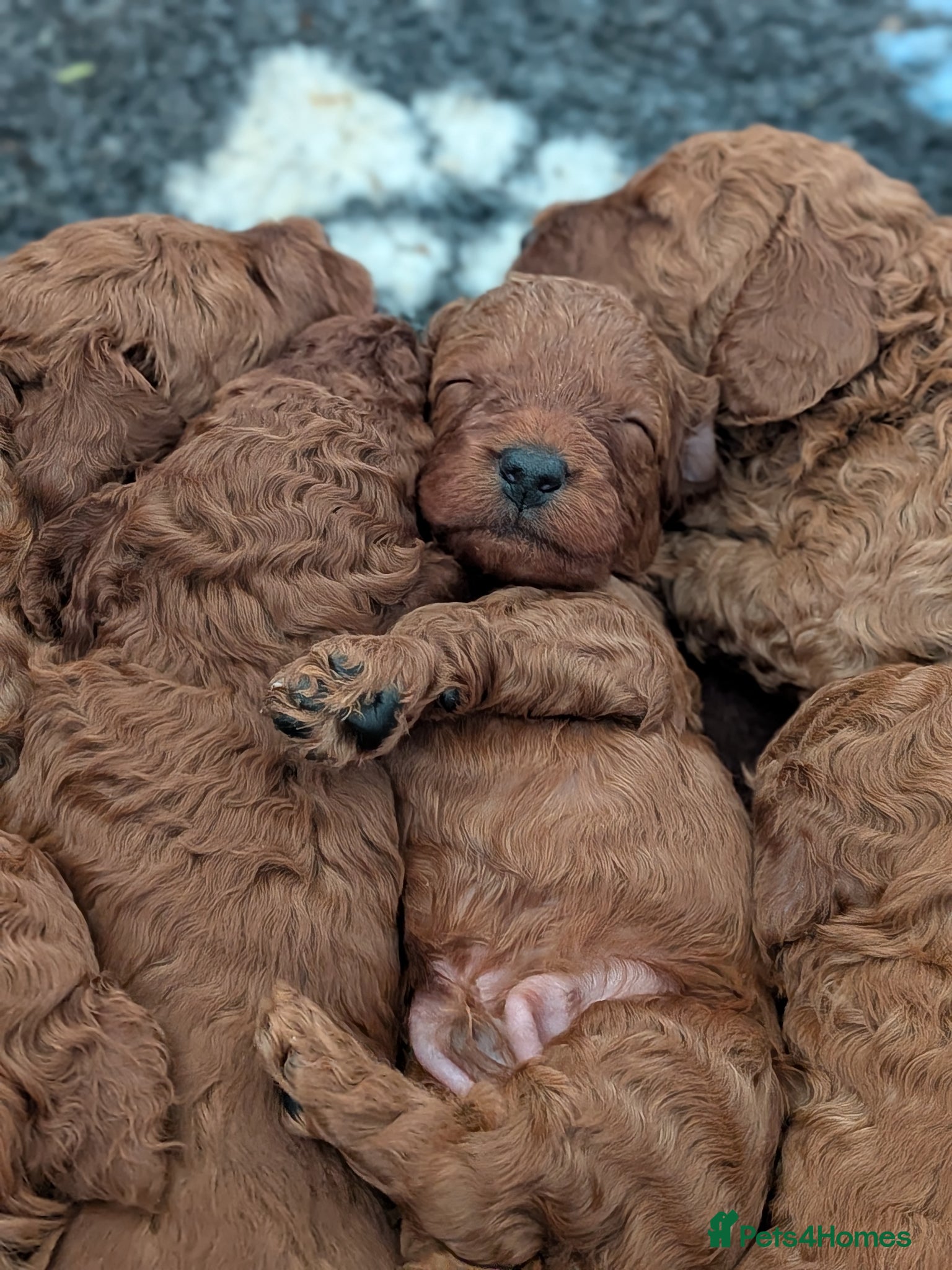 Cavapoo dogs Cavapoo Beauties Born to Steal Hearts - Advert 6