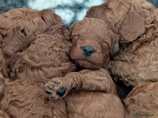 Cavapoo dogs Cavapoo Beauties Born to Steal Hearts - Advert 5