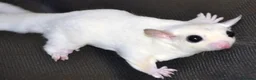 Sugar Glider rodents for sale: Sugar Glinder leucístic in London - Advert 1