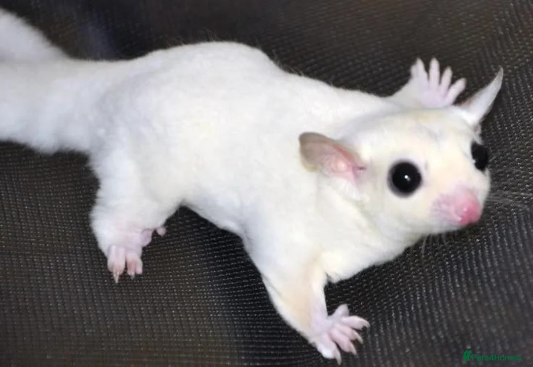 Sugar Glider rodents for sale: Sugar Glinder leucístic in London - Advert 1