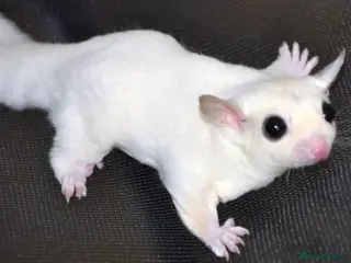 Sugar Glider rodents Sugar Glinder leucístic - Advert 10