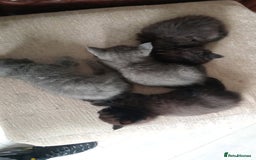 British Shorthair cats for sale: 4 British short haired blue kittens - Image 3