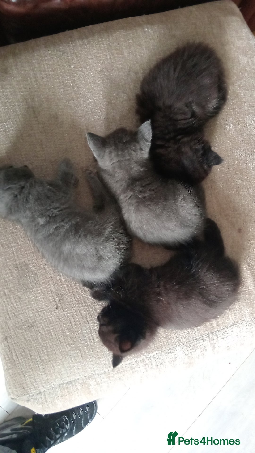 British Shorthair cats for sale: 4 British short haired blue kittens - Image 3