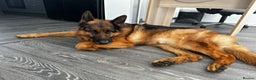 German Shepherd dogs for sale: German Shepherd - Advert 7