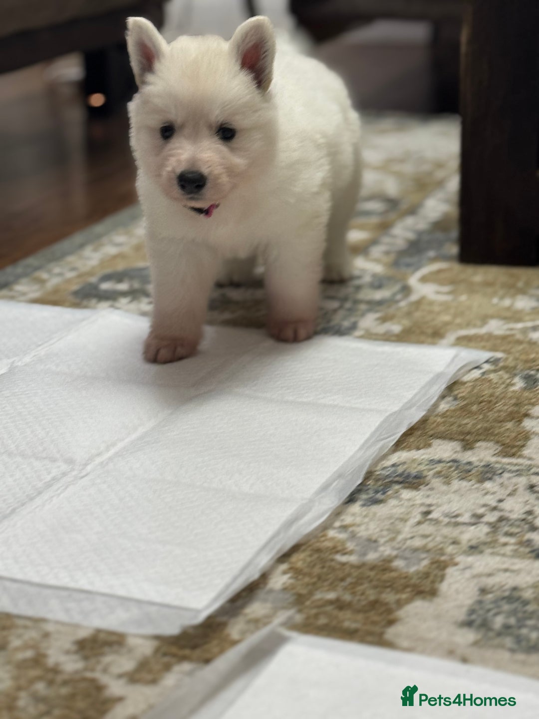 White Swiss Shepherd dogs for sale: WSS One boy and one girl available  - Advert 6