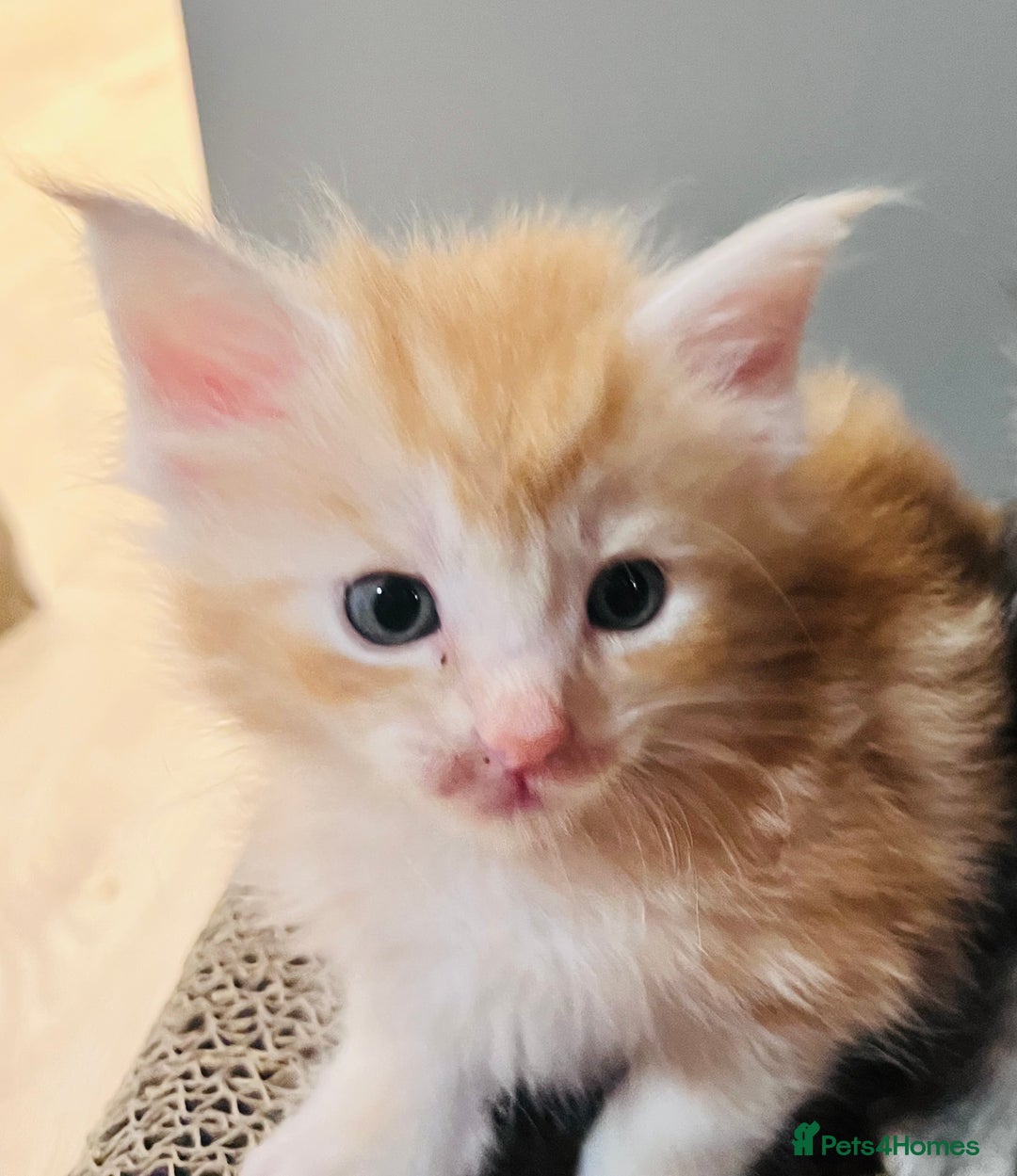 Maine Coon cats for sale: Beautiful Maine Coon babies - Image 27