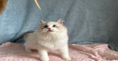 Ragdoll cats Playful Pedigree Ragdoll Kittens Available - Advert 2