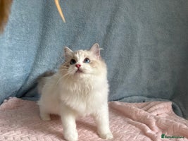 Ragdoll cats Playful Pedigree Ragdoll Kittens Available - Advert 2