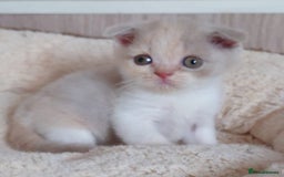Scottish Fold cats for sale: Stunning Scottish fold kittens - Image 7