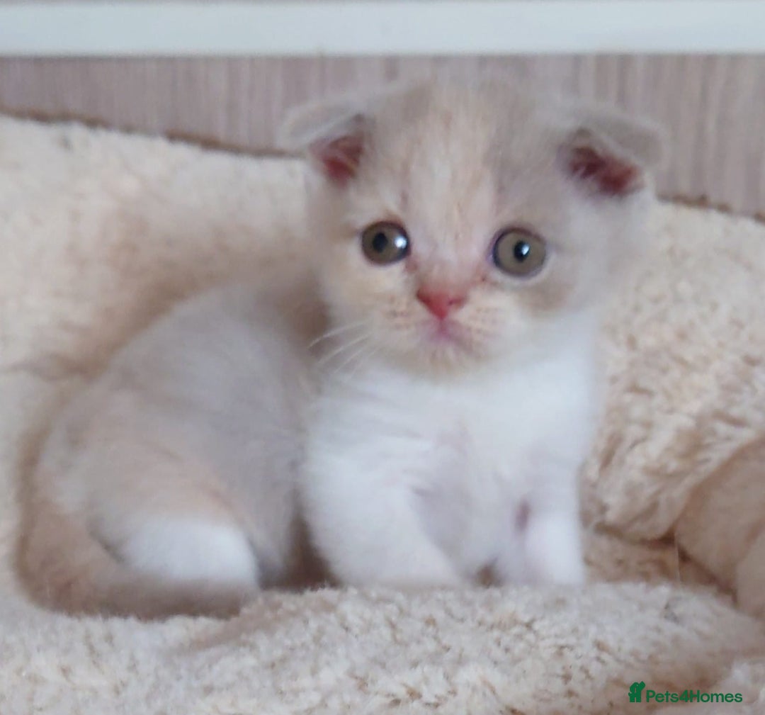 Scottish Fold cats for sale: Stunning Scottish fold kittens - Image 7