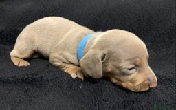 Miniature Dachshund dogs for sale: 🌟QUALITY KC REG & PRA CLR MINIATURE DACHSHUNDS🌟 - Image 15