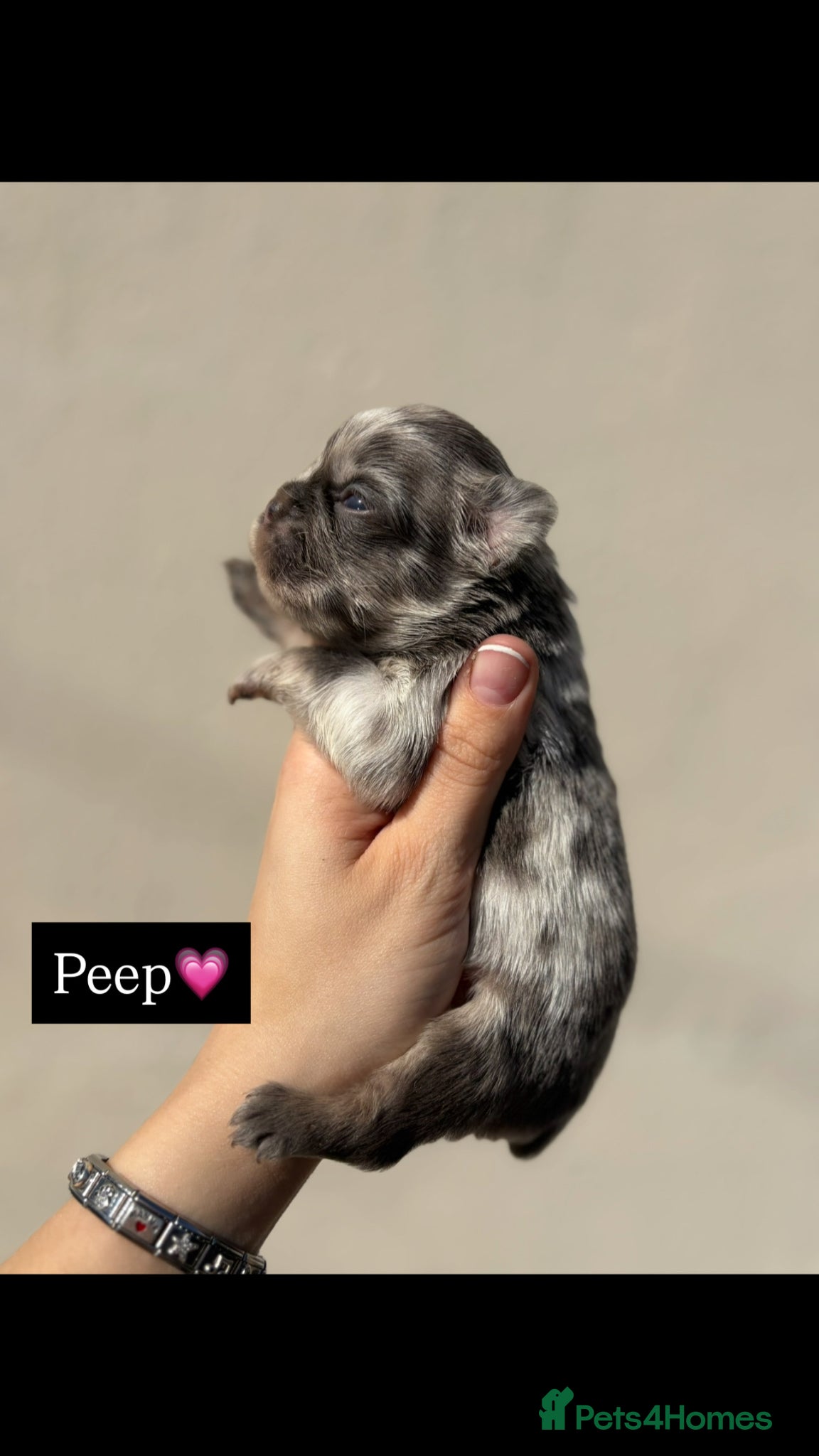 French Bulldog dogs Fluffy French bull dog puppys - Advert 8