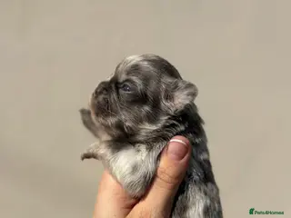 French Bulldog dogs Fluffy French bull dog puppys - Advert 8