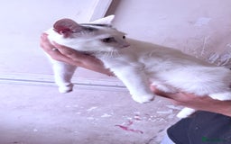 Domestic Shorthair cats for sale: 3 cats looking to be re homed  - Image 2
