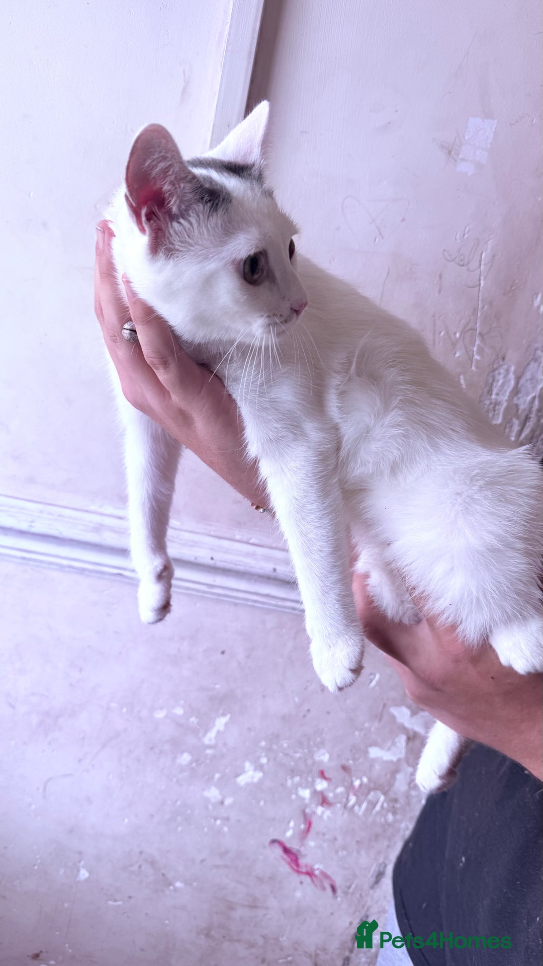 Domestic Shorthair cats for sale: 3 cats looking to be re homed  - Image 2
