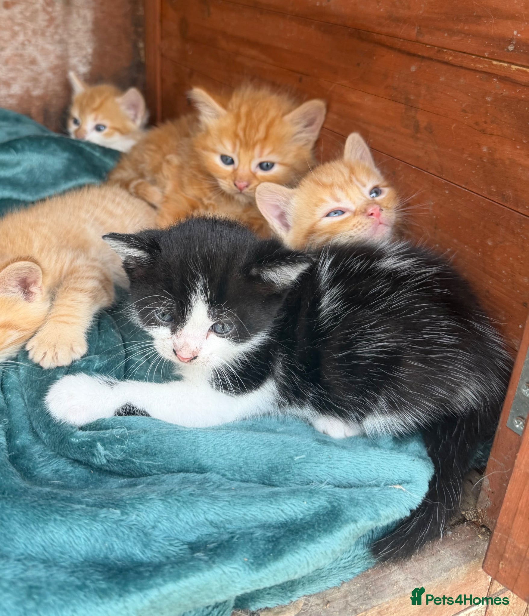 Mixed Breed cats Everyone Chose My Ginger Siblings…  - Advert 20