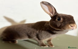 Rex rabbits for sale: Two mini rex - Image 4