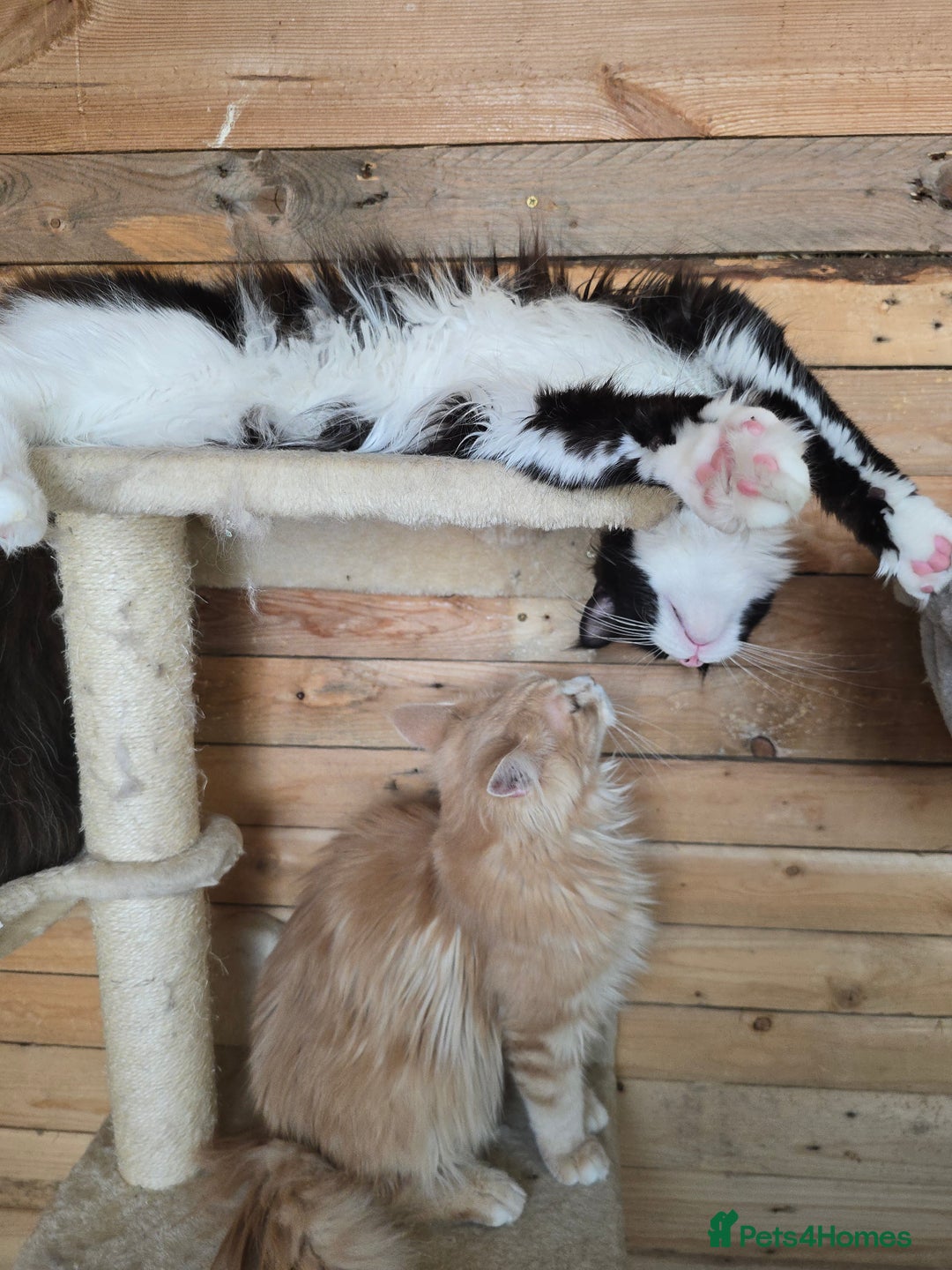 Maine Coon cats for sale: Stunning Active Adult Female Black Bicolor - Advert 19