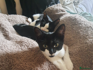 British Longhair cats - Advert 21