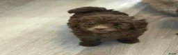 Cockapoo dogs for sale: Beautiful ToyF1BB - Advert 13