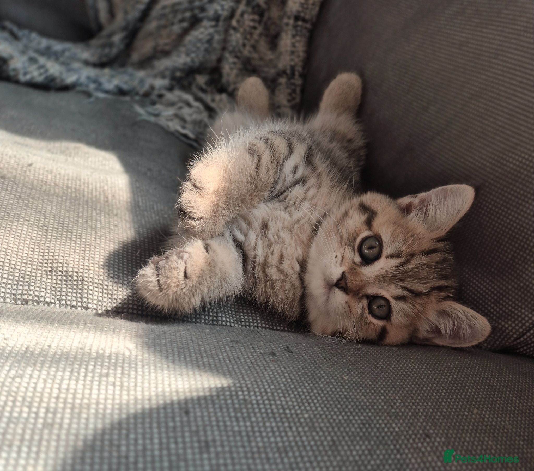 British Shorthair cats Champion bloodline, Health tested,Pedigree BSH - Advert 17