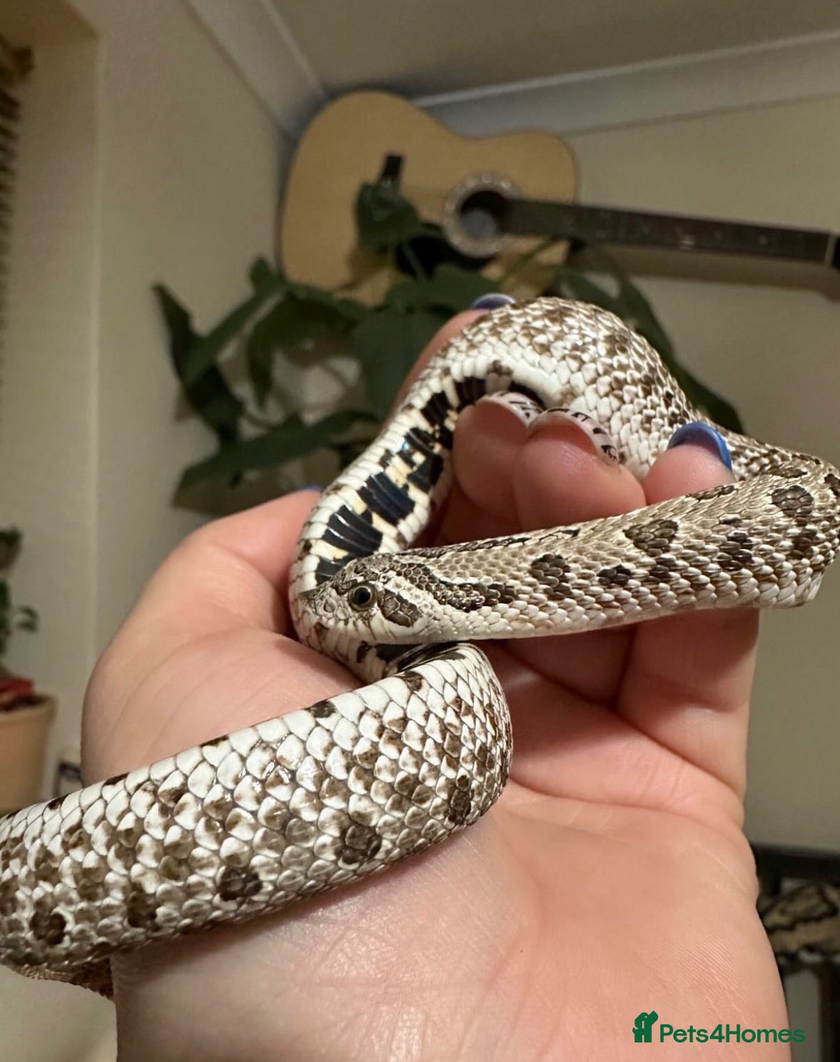 Mixed Breed reptiles Hognose boy for sale - Advert 2