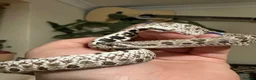 Mixed Breed reptiles for sale: Hognose boy for sale in Kettering - Advert 1