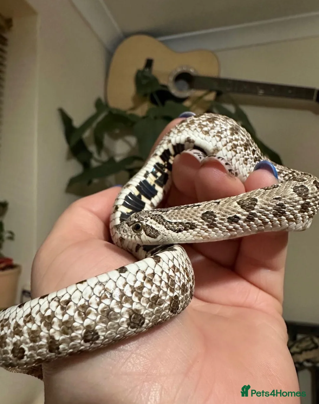 Mixed Breed reptiles for sale: Hognose boy for sale in Kettering - Advert 1