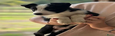 Border Collie 2