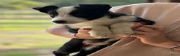 Border Collie dogs for sale: Pedigree Border collie puppies - Advert 14