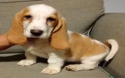 Basset Hound dogs for sale: Basset hound puppies Ready to Leave Now - Image 2