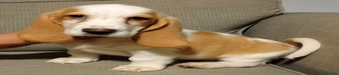 Basset Hound Puppy 2