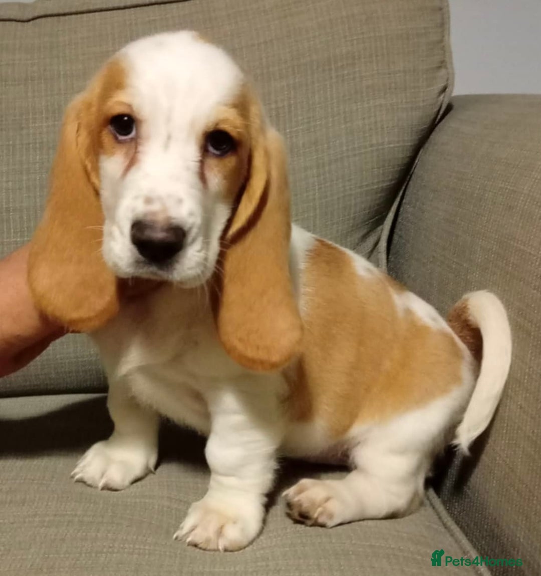 Basset Hound dogs for sale: Basset hound puppies Ready to Leave Now - Image 2