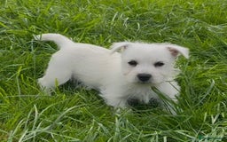West Highland Terrier dogs for sale: West Highland Terrier pups Dad show bloodlines - Image 15
