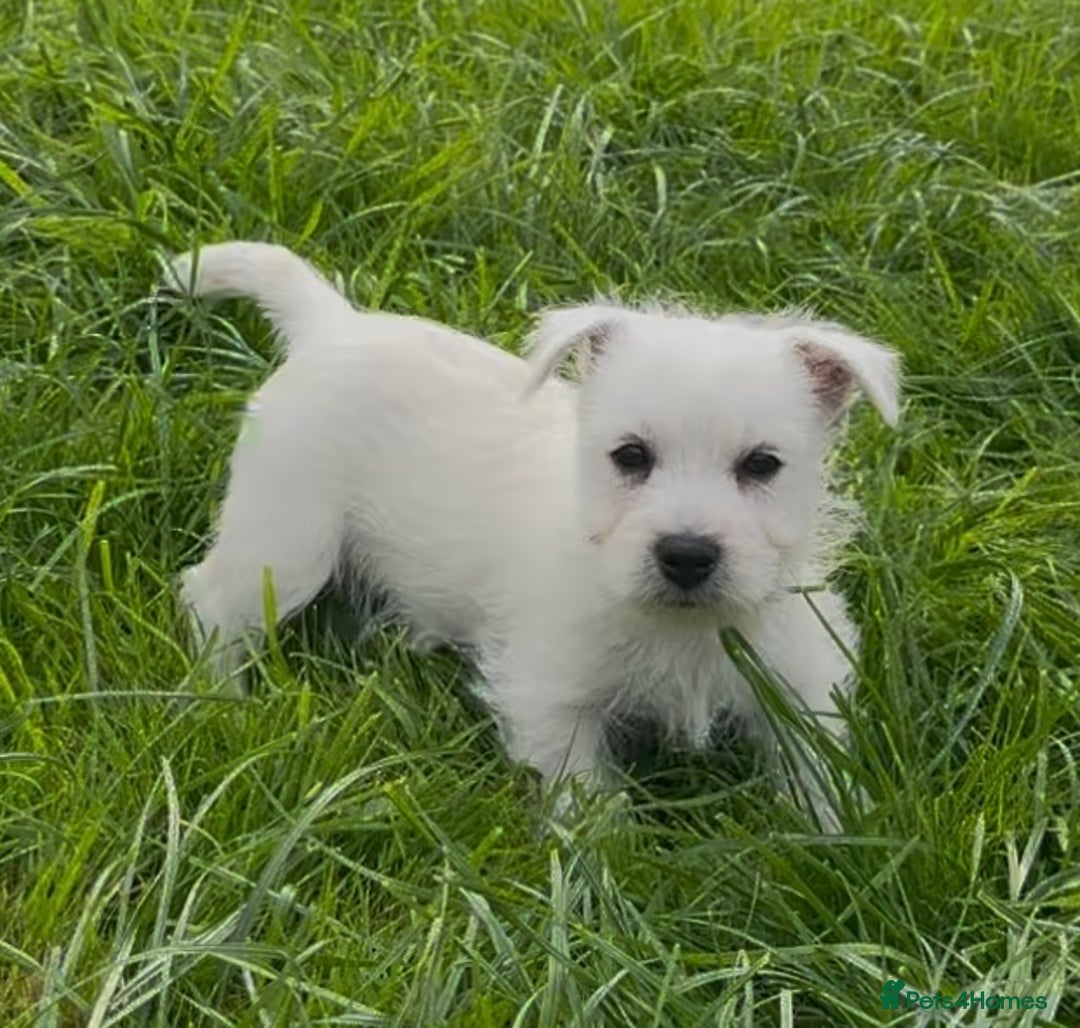 West Highland Terrier dogs for sale: West Highland Terrier pups Dad show bloodlines - Image 15