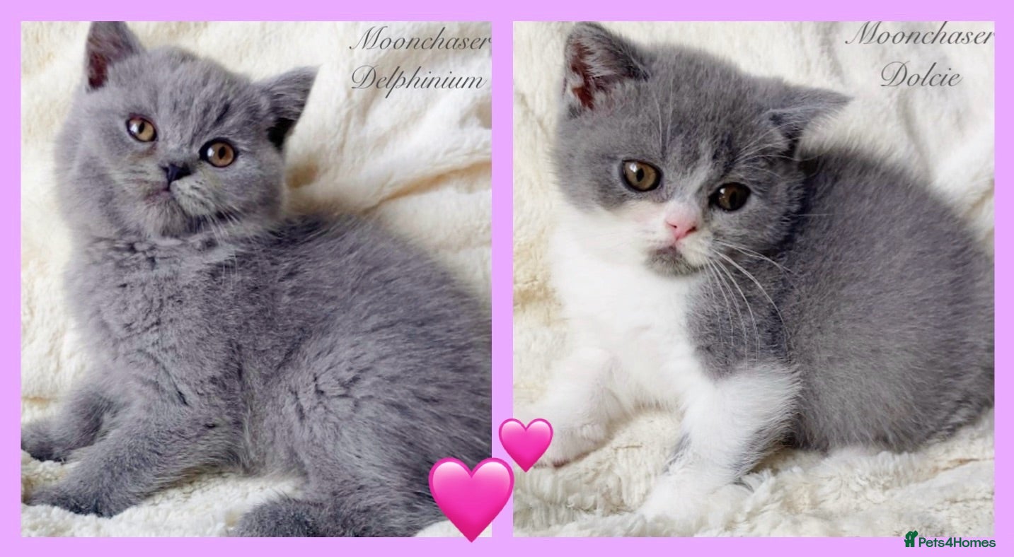 British Shorthair cats Gorgeous British Shorthairs Available - Registered - Advert 2
