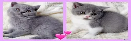 British Shorthair cats for sale: Gorgeous British Shorthairs Available - Registered - Advert 1
