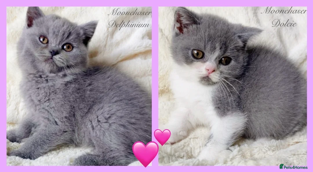 British Shorthair cats for sale: Gorgeous British Shorthairs Available - Registered - Advert 1