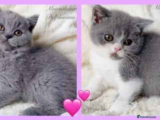 British Shorthair cats Gorgeous British Shorthairs Available - Registered - Advert 2