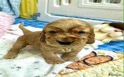 Cocker Spaniel dogs for sale: Top Quality KC Show Cockers FN PRCD-PRA CLEAR - Image 24