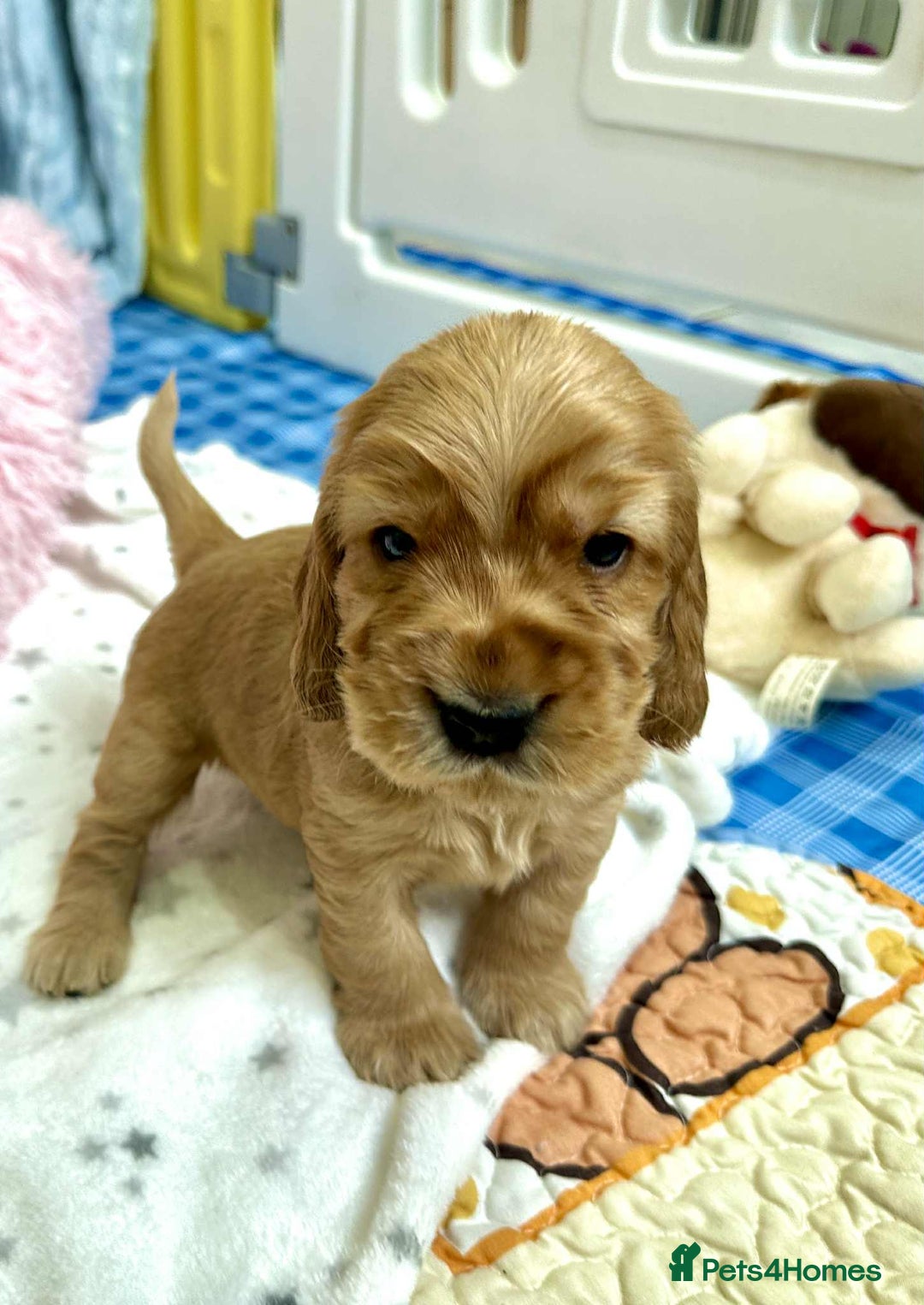 Cocker Spaniel dogs for sale: Top Quality KC Show Cockers FN PRCD-PRA CLEAR - Image 24