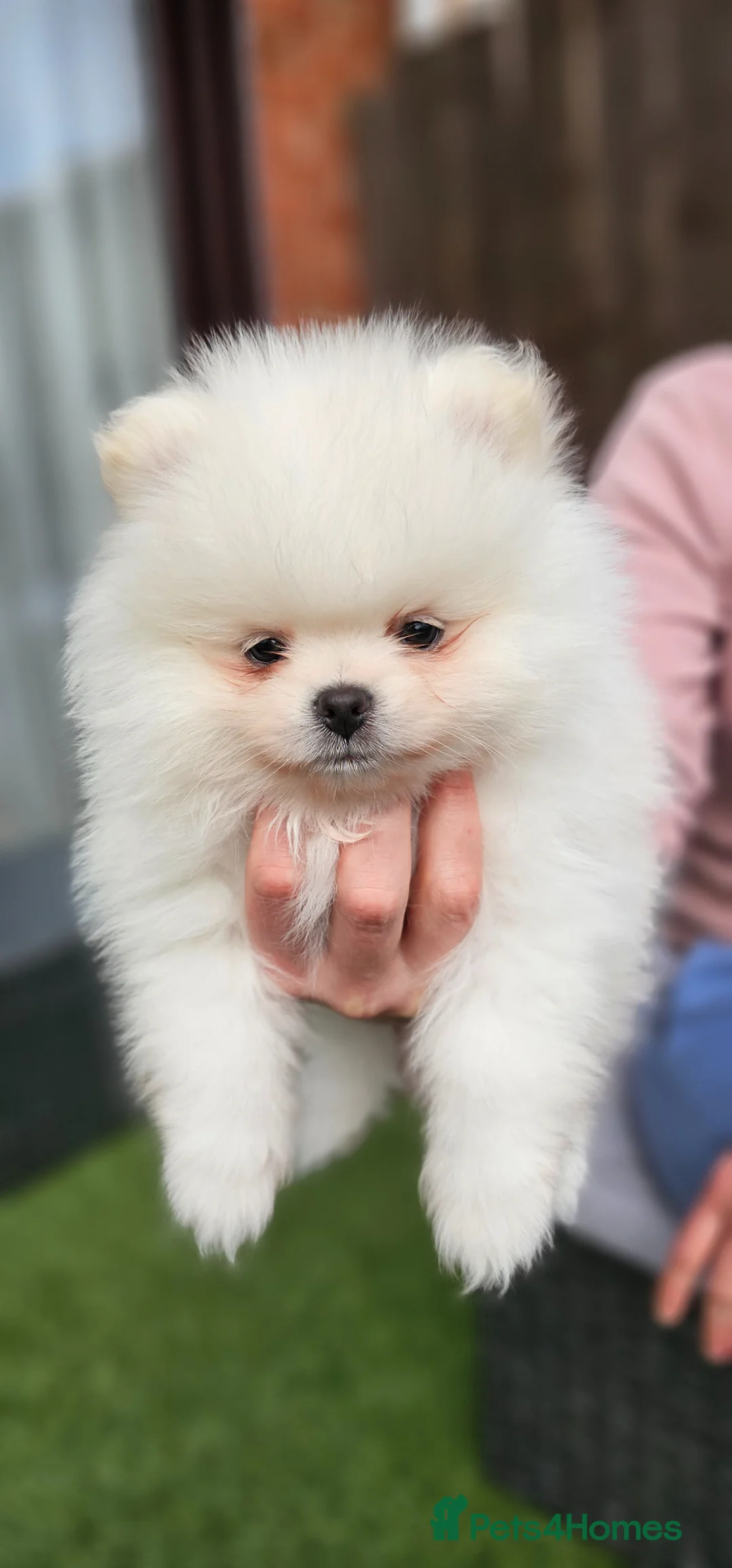 Pomeranian dogs for sale: Gorgeous pomeranians - Advert 1