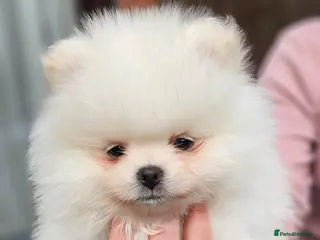 Pomeranian dogs Gorgeous pomeranians - Advert 12