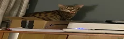 Savannah cats for sale: Gorgeous male F6 Savannah for sale - Advert 7