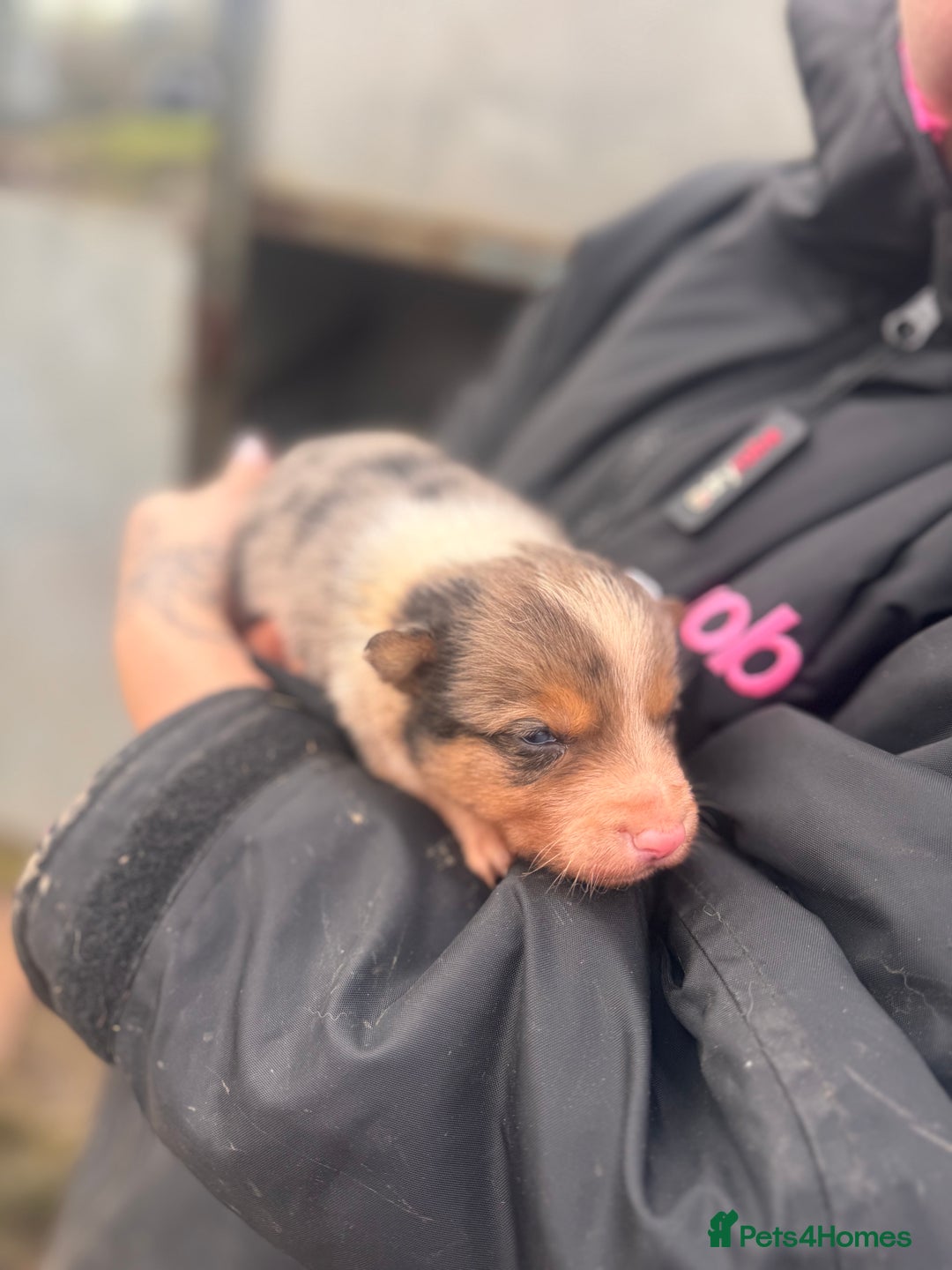 Border Collie dogs for sale: Blue merle collies - Advert 6