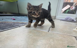 Mixed Breed cats for sale: 2 boys 2 girls kittens for sale. - Image 9