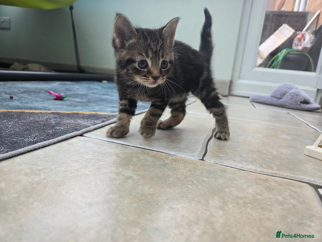 Mixed Breed cats for sale: 2 boys 2 girls kittens for sale. - Image 9
