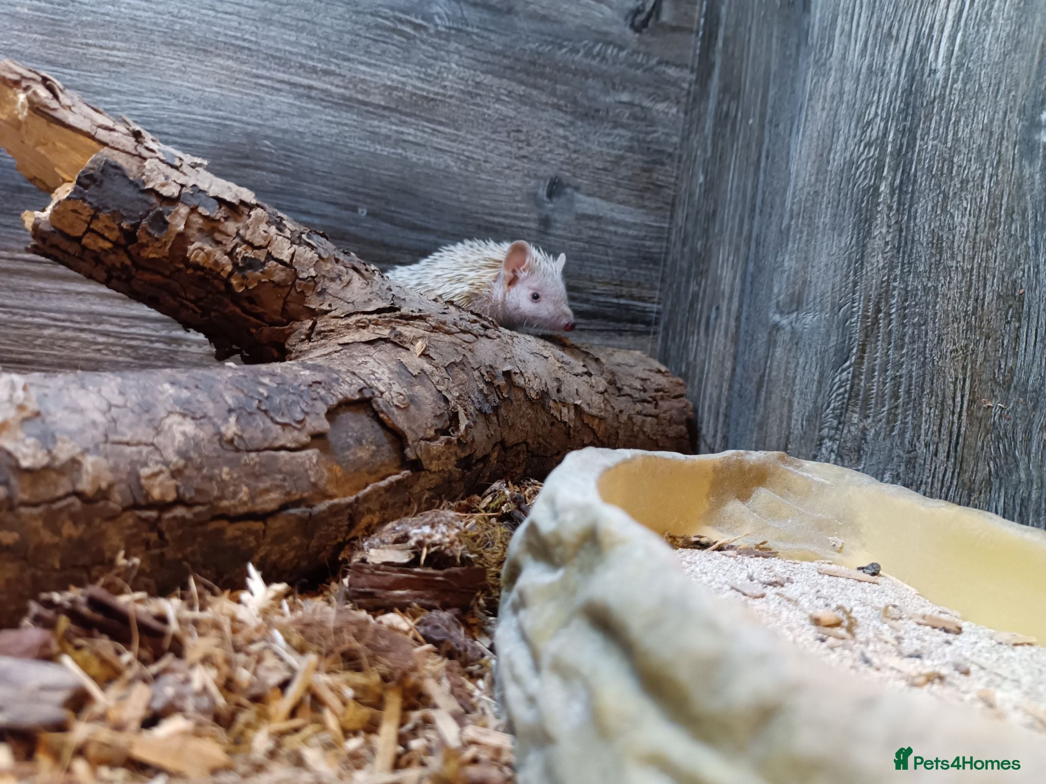 Pygmy Hedgehog rodents Two female TENRECS  - Advert 2