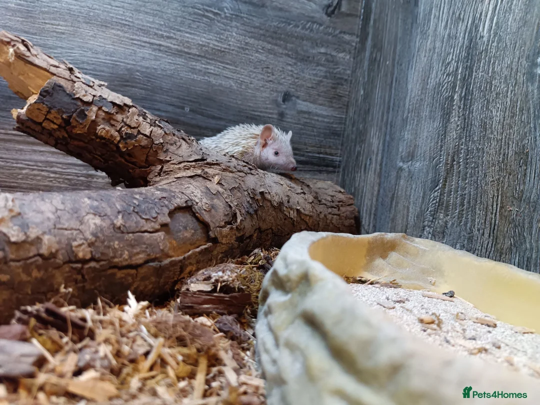 Pygmy Hedgehog rodents for sale: Two female TENRECS  - Advert 2