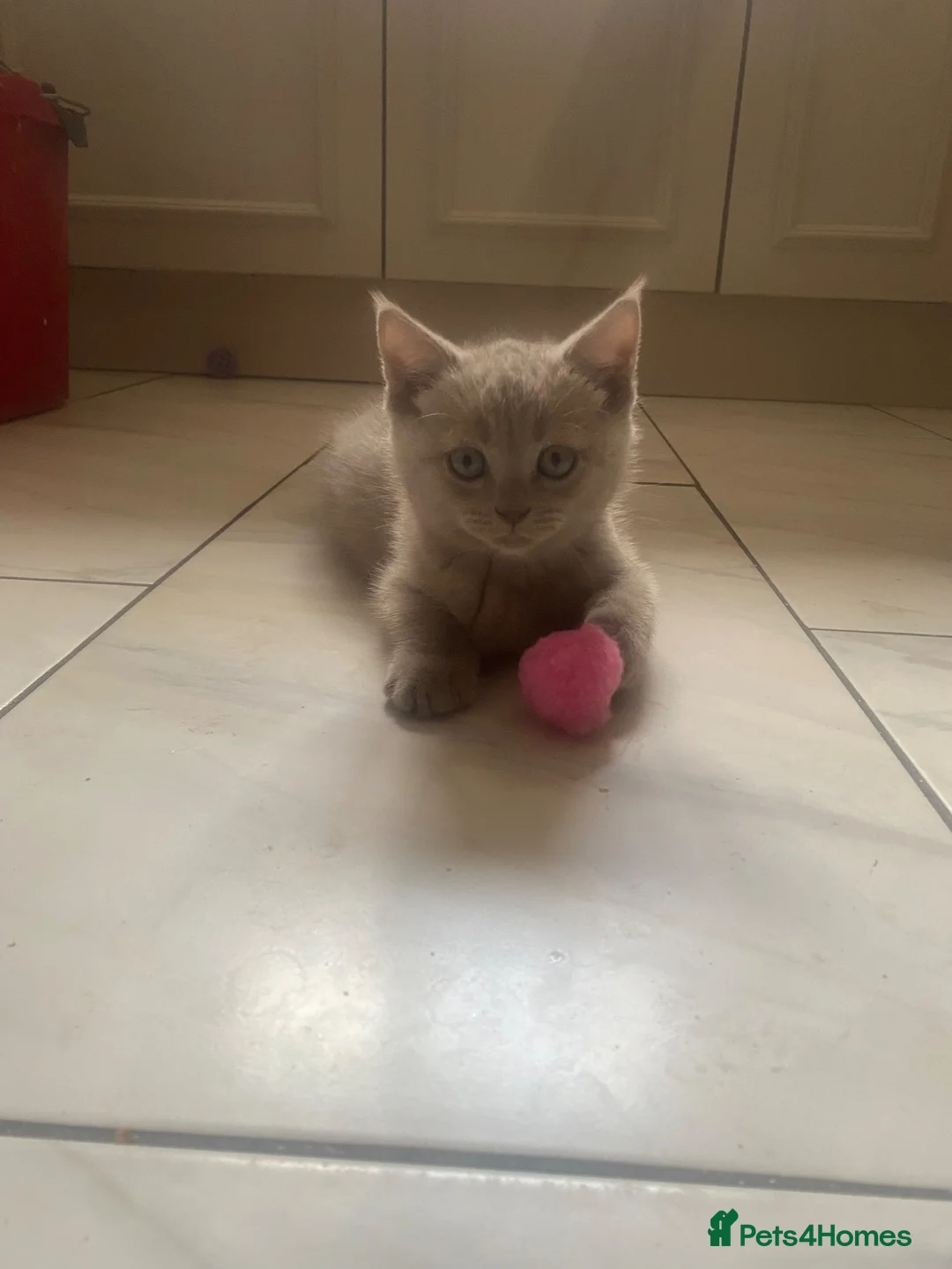 Scottish Fold cats for sale: Lilac Scottish fold kittens  - Advert 15
